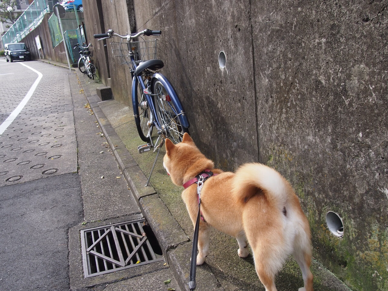 开云体育APP下载-水球节奏控制波兰主导全场，水球技巧