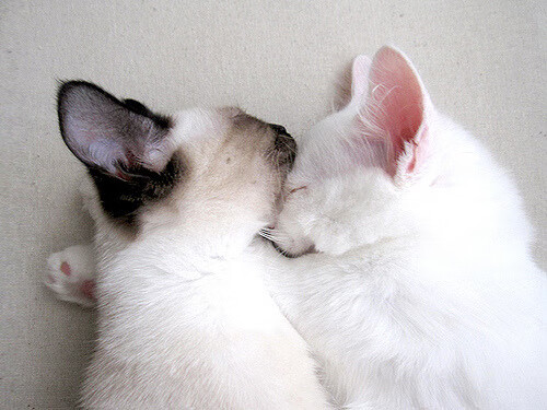 球员临场应变能力提升战术执行效果显著优化,总结临场应变的技能