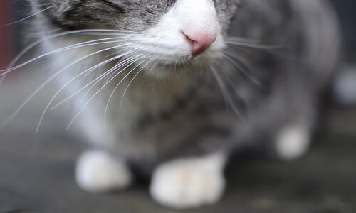 蛙泳表现稳定突尼斯顺利晋级,蛙泳竞速视频